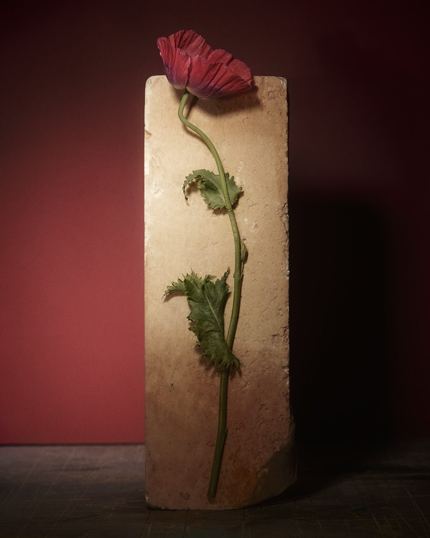 Floral Still Life Photographer