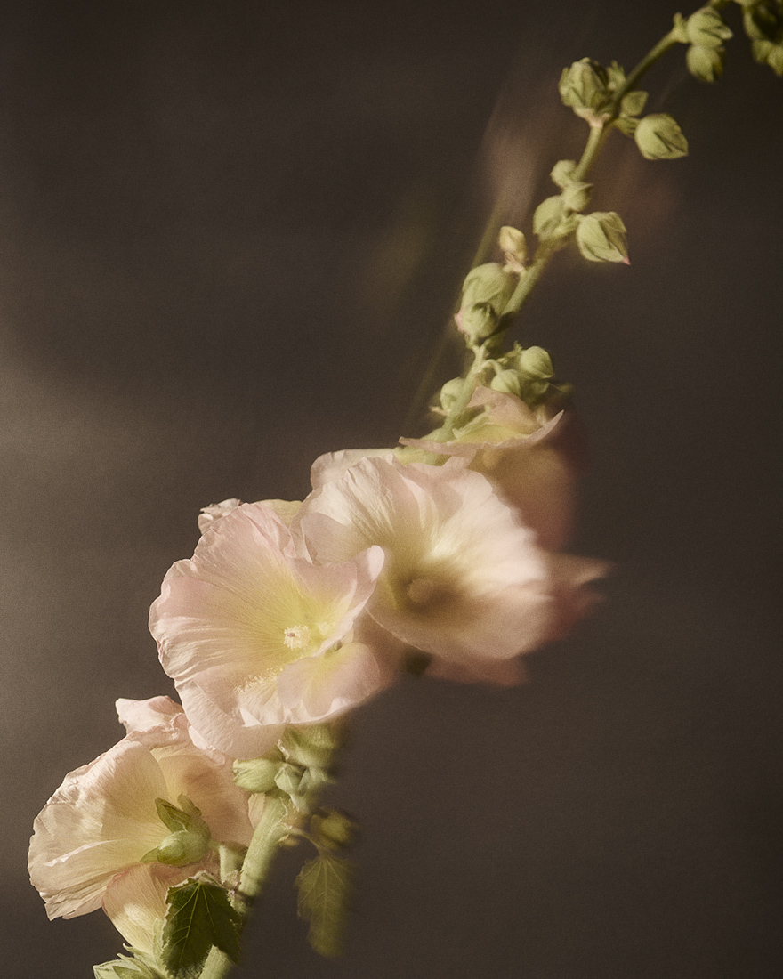 Floral Still Life Photographer