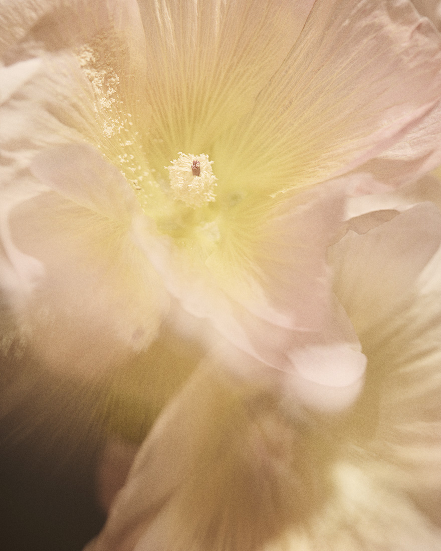 Floral Still Life Photographer